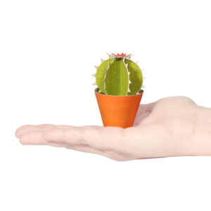 Ferocactus glaucescens Postcard