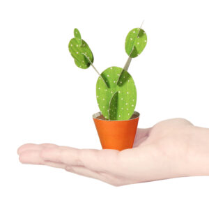 Opuntia microdasys Postcard