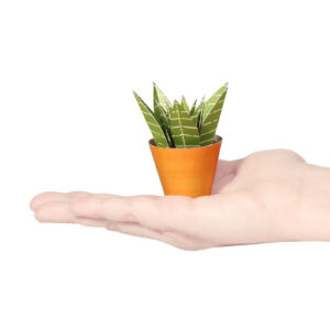 Haworthia limifolia Postcard