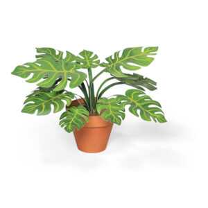 Monstera deliciosa Mini Garden Craft Kit